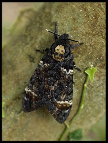 Réf. 73 715 : Acherontia atropos