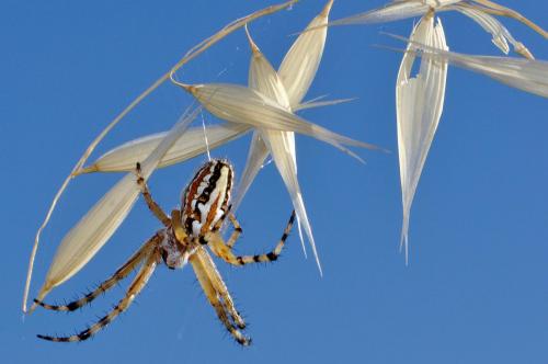 Aculepeira armida
