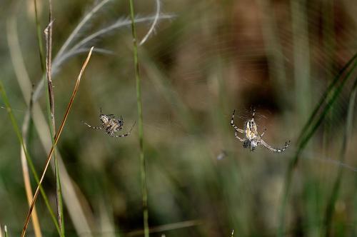 Aculepeira armida