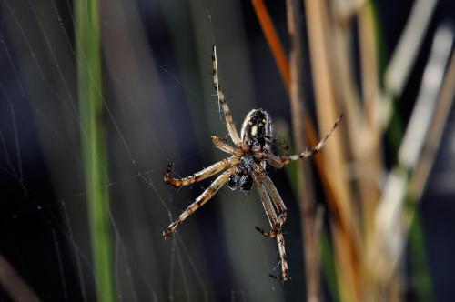 Réf. 73 366 : Aculepeira armida