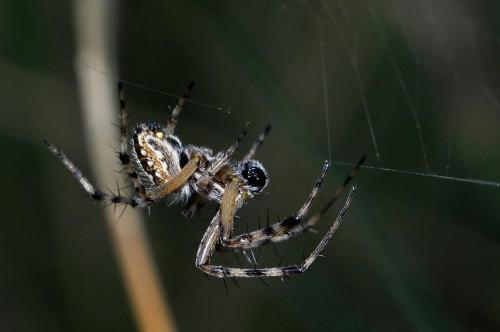 Aculepeira armida