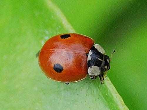 Réf. 73 407 : Adalia bipunctata bipunctata