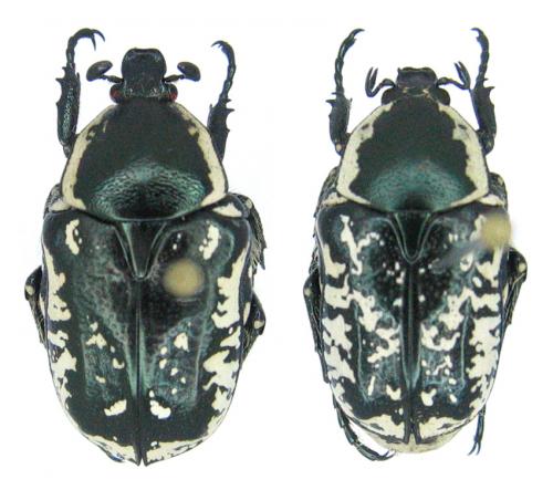 Aethiessa mesopotamica