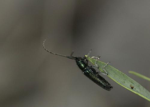 Réf. 73 991 : Agapanthia intermedia
