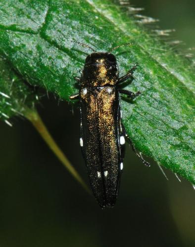 Réf. 73 075 : Agrilus biguttatus