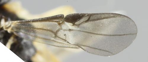 Neoneurus auctus
