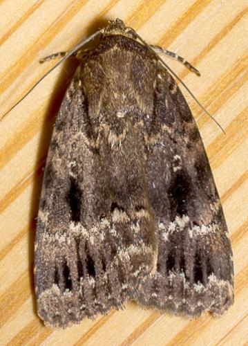 Réf. 73 497 : Amphipyra sp.