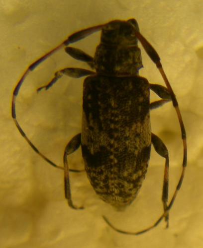 Leiopus nebulosus