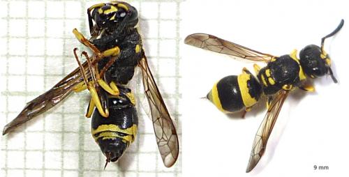 Réf. 73 951 : Ancistrocerus sp.