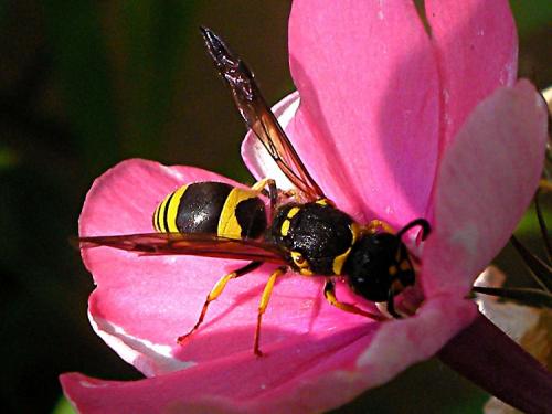Ancistrocerus sp.