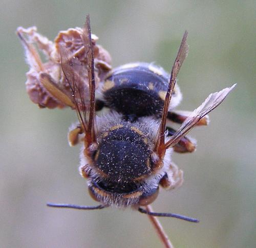 Anthidium loti