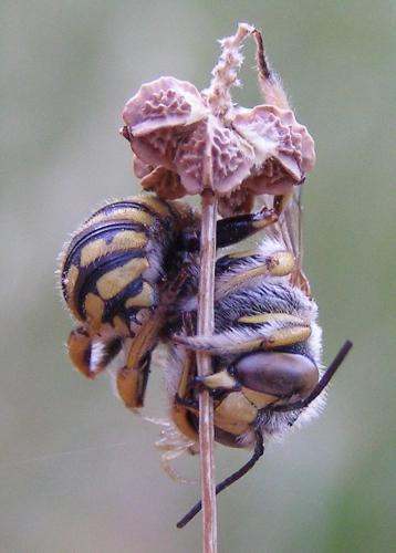 Anthidium loti