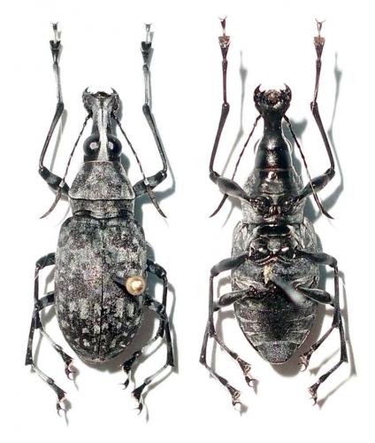 Réf. 73 517 : Acanthothorax longicornis