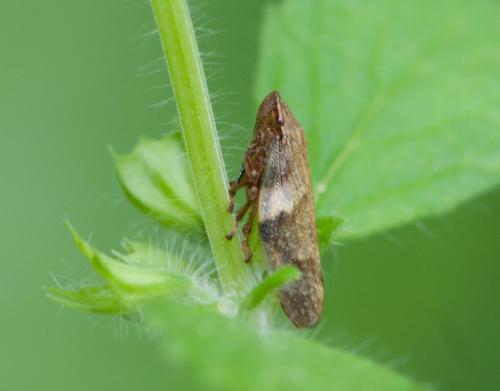 Aphrophora alni