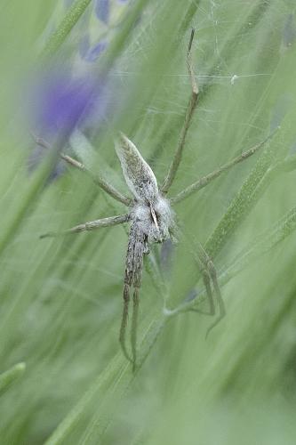 Pisaura mirabilis