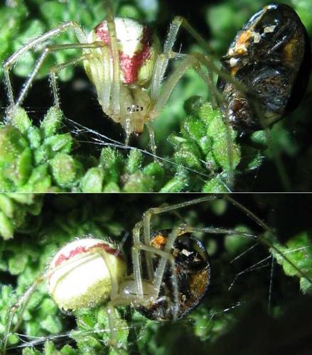 Réf. 73 503 : Enoplognatha sp.