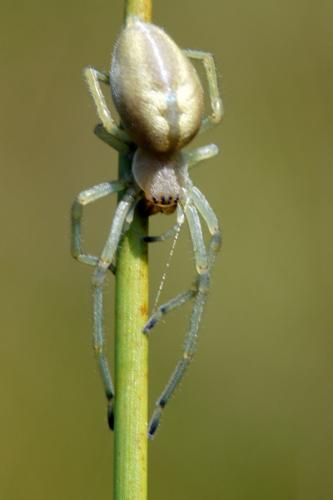 Réf. 73 671 : Cheiracanthium punctorium