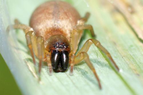 Réf. 73 675 : Clubiona sp.