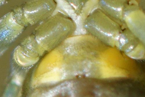 Cheiracanthium punctorium