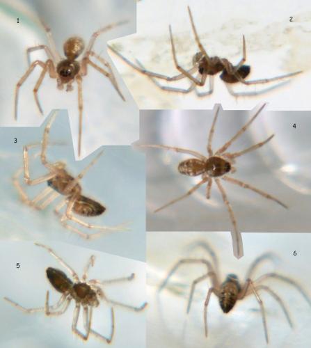 Réf. 73 133 : Lepthyphantes leprosus