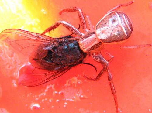 Réf. 73 669 : Xysticus ulmi