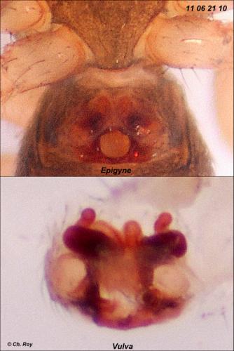 Porrhomma microphthalmum