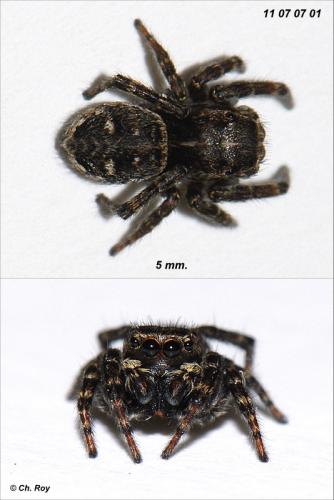 Réf. 73 928 : Attulus floricola