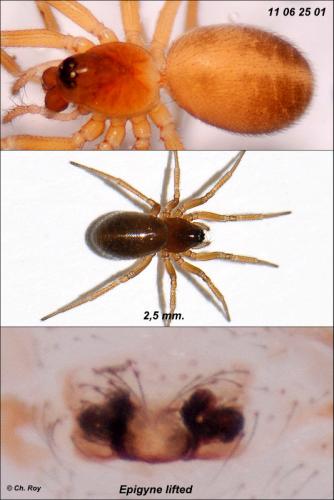 Oedothorax fuscus