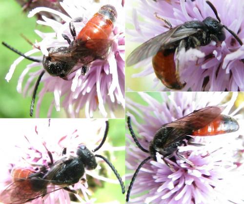 Réf. 73 812 : Sphecodes sp.