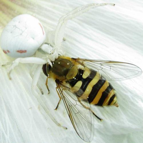 Syrphus sp.
