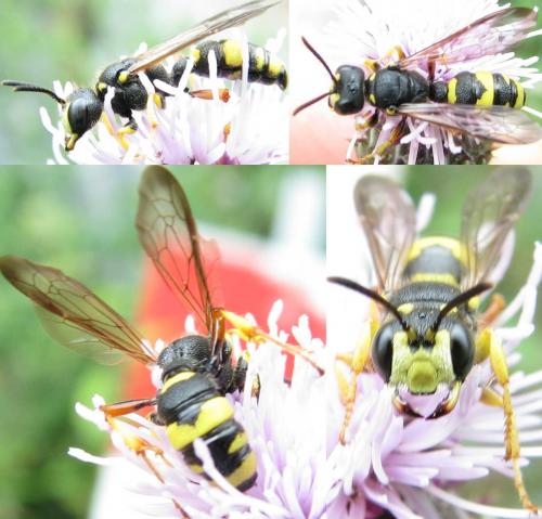 Cerceris rybyensis