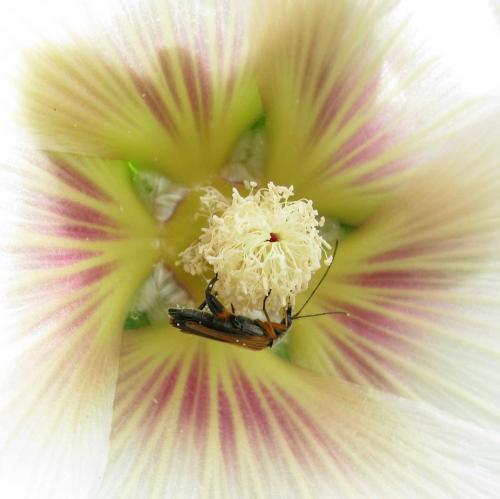 Oedemera podagrariae