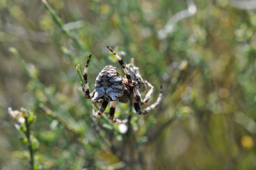 Araneus grossus