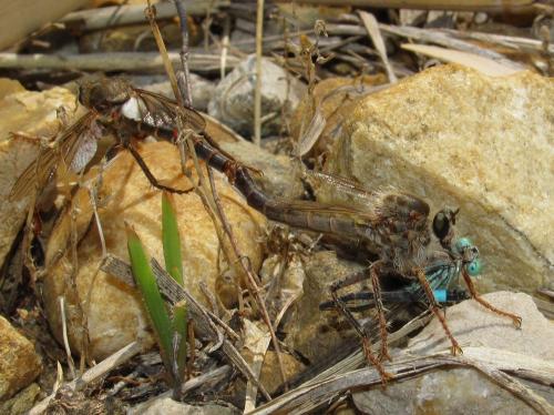 Stenopogon sp.
