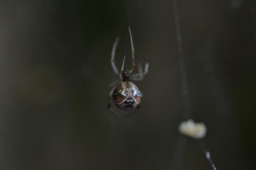 Parasteatoda lunata