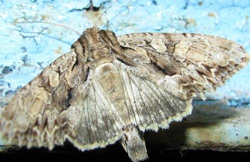Apamea monoglypha