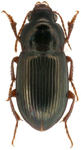 Amara apricaria