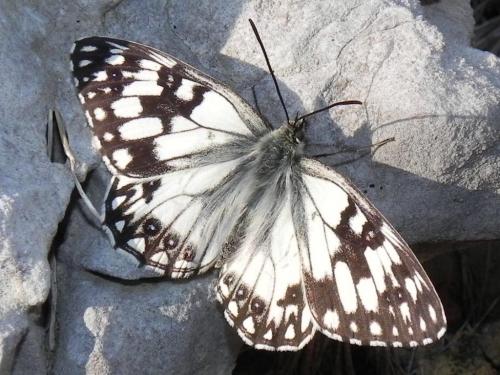 Melanargia occitanica