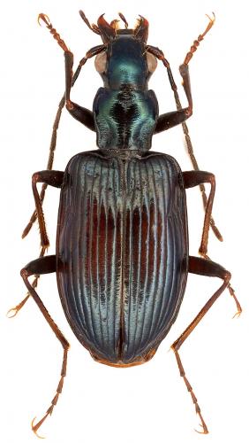 Anchomenus cyaneus