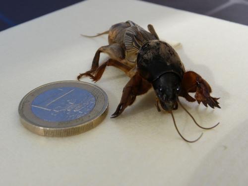 Gryllotalpa sp.