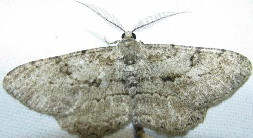 Peribatodes rhomboidaria