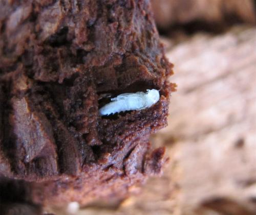 Brachygonus ruficeps