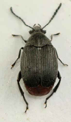 Bruchidius siliquastri