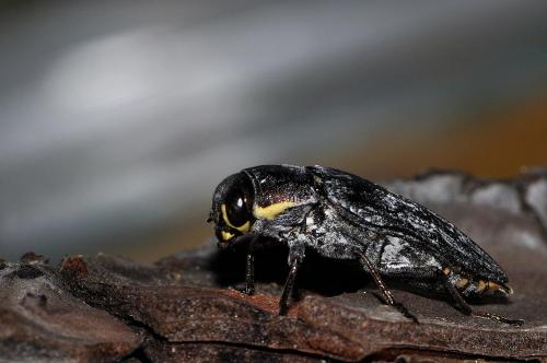 Réf. 73 186 : Buprestis haemorrhoidalis
