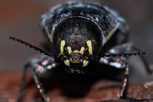 Réf. 73 187 : Buprestis haemorrhoidalis