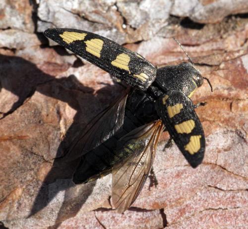 Buprestis novemmaculata