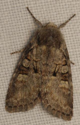 Réf. 73 752 : Brachylomia viminalis