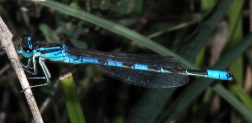 Coenagrion scitulum