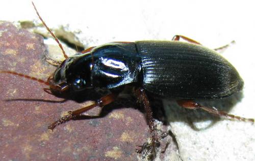 Pseudoophonus rufipes
