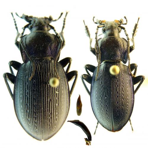 Carabus catenulatus